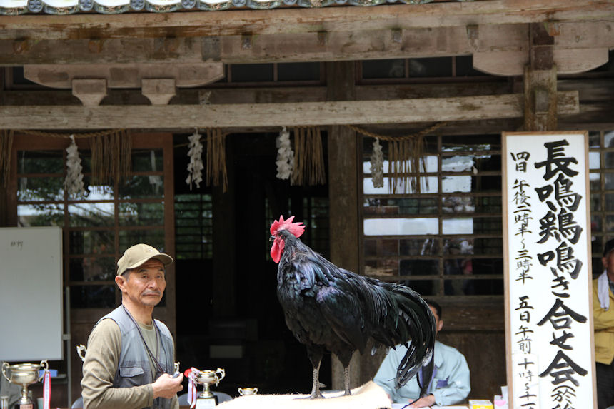 ギネス級 長鳴鶏鳴き合わせ会 In 弥彦神社 弥彦温泉 みのや 新潟の旅館 新潟県の宿 公式hp Hotel Minoya