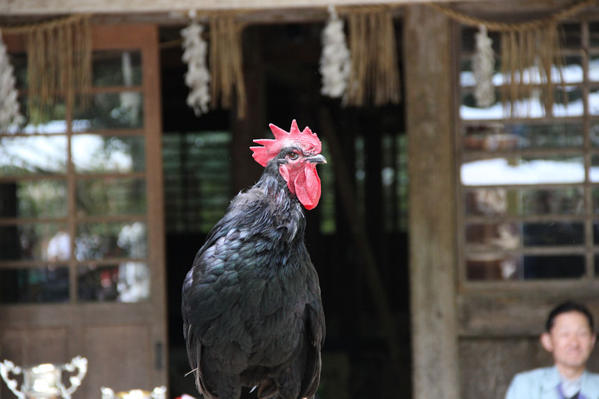 ギネス級 長鳴鶏鳴き合わせ会 In 弥彦神社 弥彦温泉 みのや 新潟の旅館 新潟県の宿 公式hp Hotel Minoya